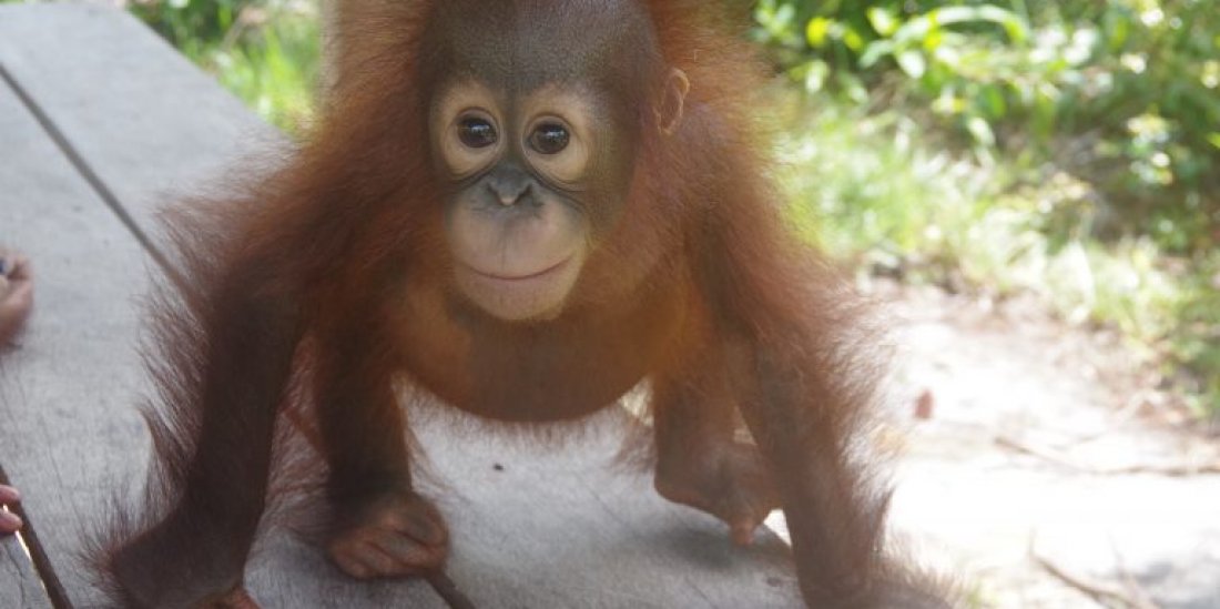 Orangutan Iribe
