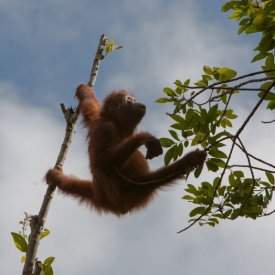 Orangutan in Tree