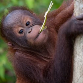 Orangutan eating in tree