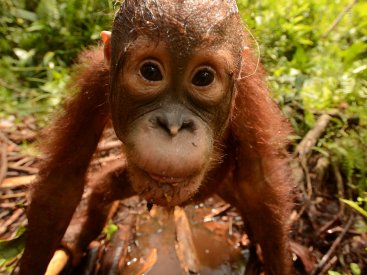Ulexa the orangutan