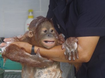 Rimba get a bath