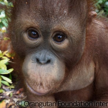 Piko the Orangutan