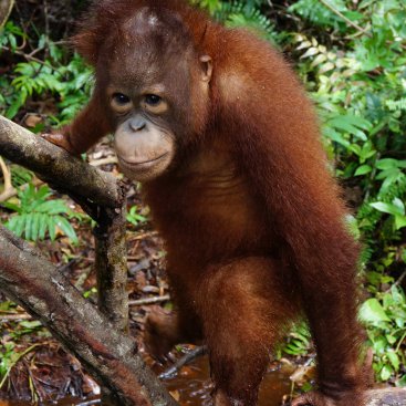 Satria the Orangutan plays in the mud