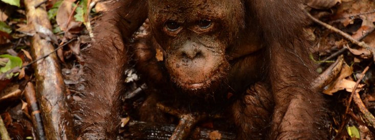 Turbo is a muddy orangutan
