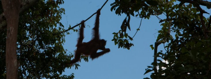 Orangutan in Tree