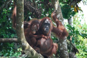 orangutan and baby in forest