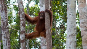 Orangutan in Trees