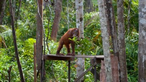 Orangutan on Platform