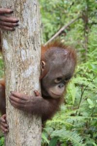 baby orangutan looks around tree