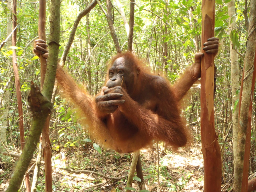 Maxine, eating termites with the grace of a yoga master!