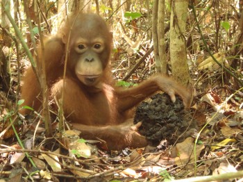 Orangutan eating termites