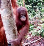 Krista the Orangutan