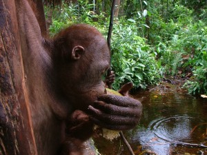 orangutan in swamp