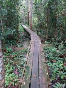 path through swamp