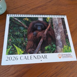 Limited Edition 2026 Orangutan Calendar