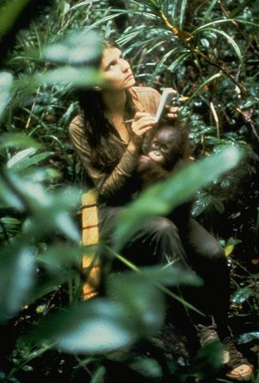 Biruté holding orphaned and rescued infant orangutan Sugito in her lap as she sits in the swamp collecting data on wild orangutans in the Camp Leakey study area.